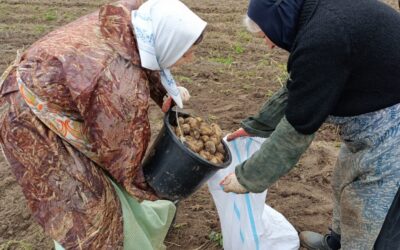 На подворье монастыря проходит сбор картофеля