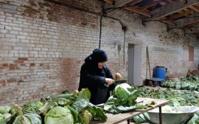 На подворье нашей обители завершился сбор капусты