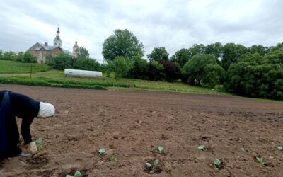 На подворье обители посадили капусту и другие овощные культуры
