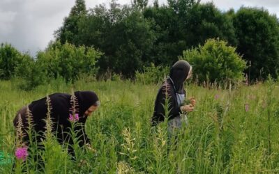 Сестры собирают лекарственные травы, из которых изготавливают монастырский чай